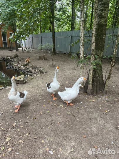 Семья уток, Гусей. Утята гусята цыплята