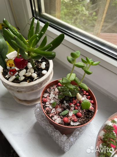 Суккуленты