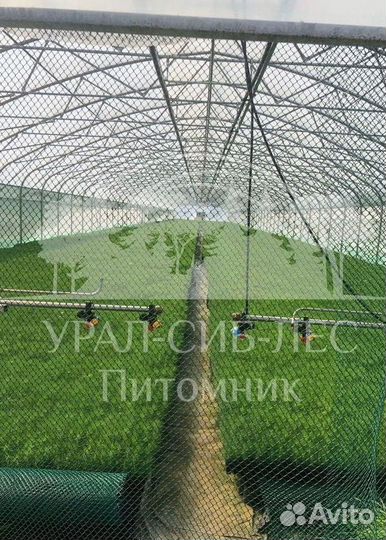 Лиственница Сибирская зкс сеянцы для лесовосстанов