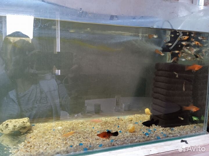 Аквариумные рыбки