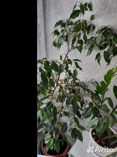 Цветы домашние