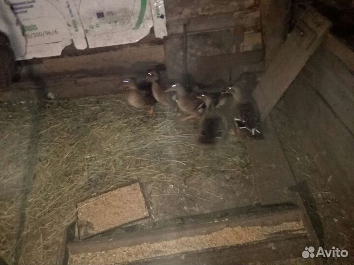 Подсадные утки