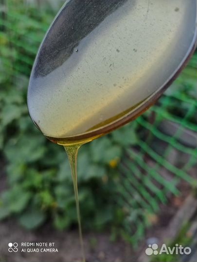 Мёд Алтайский, таёжное разнотравье