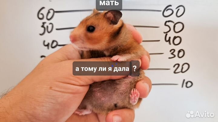 Сирийский хомяк
