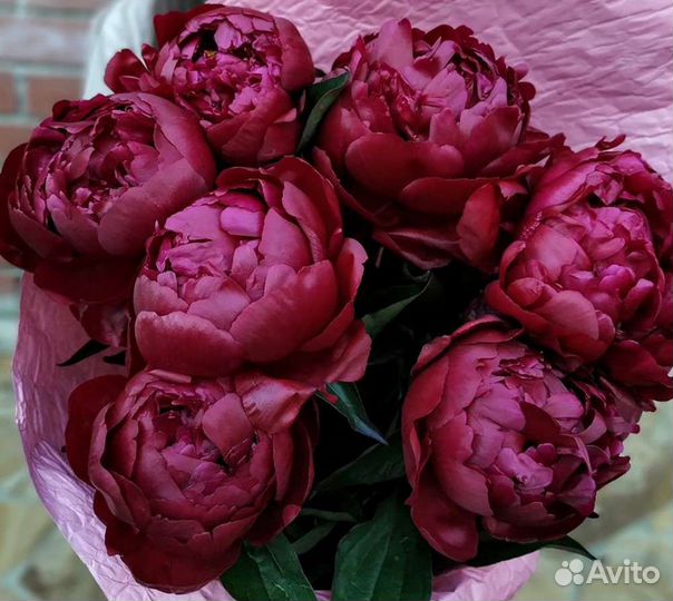 Пион бардо корень