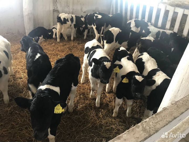 Бычки и телки холмогоры и голштины