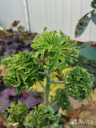 Пеларгония