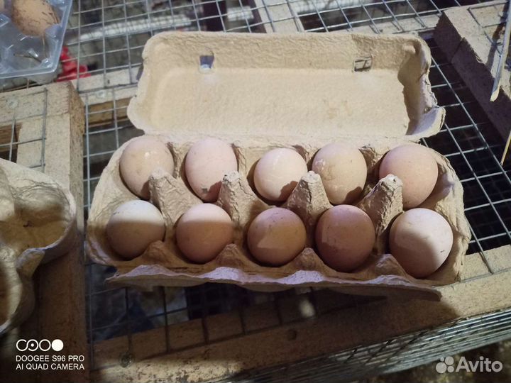 Яйцо цесарки