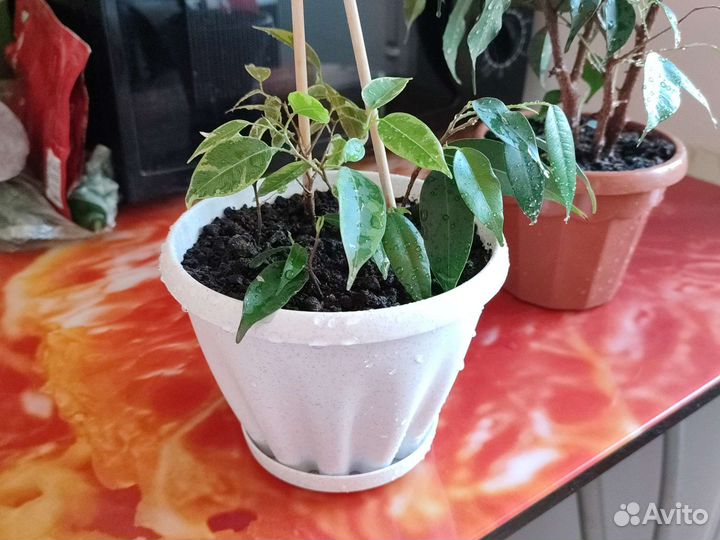 Фикус бенджамина