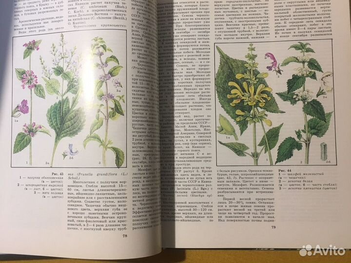 «Лесные травянистые растения»