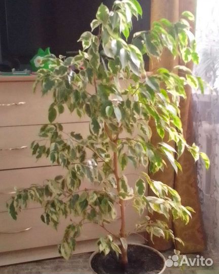 Фикус бенджамина