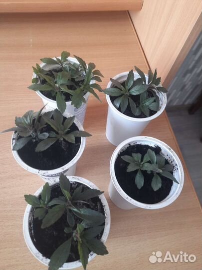 Ахименесы,бальзамин,каланхое,лилейник садовый