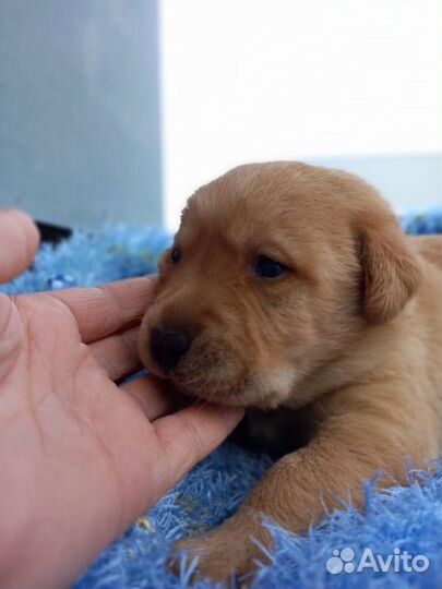 Щенки лабрадора