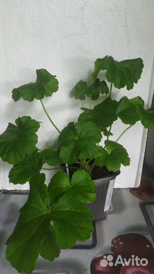 Сортовая Пеларгония Звезда Водолея