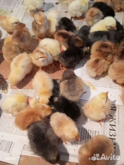Цыплята суточные домашние и подрощенные цыпляты