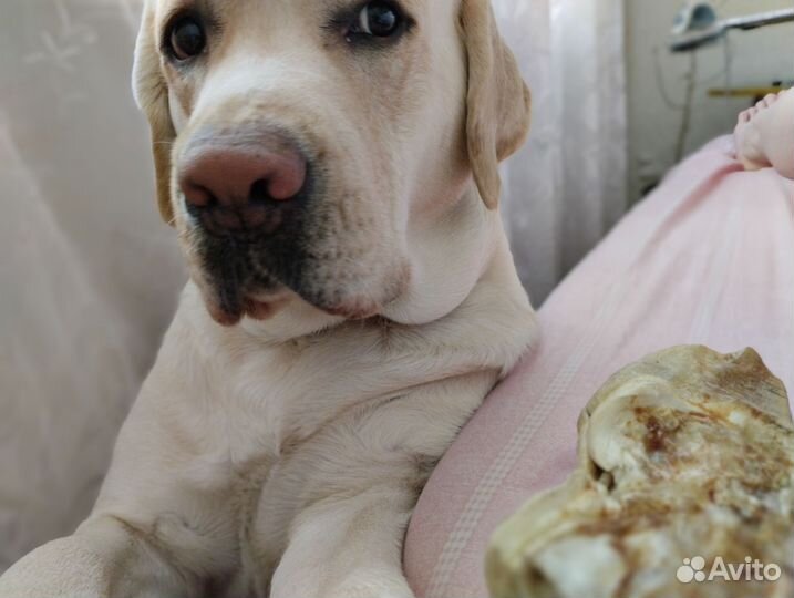 Кобель лабрадора вязка