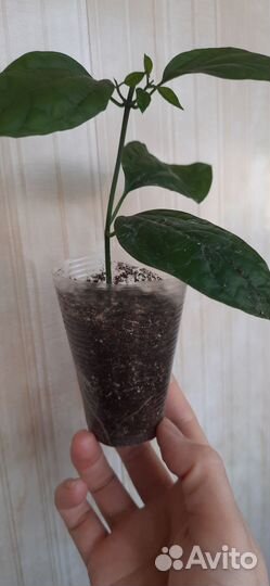 Клеродендрум Томпсон