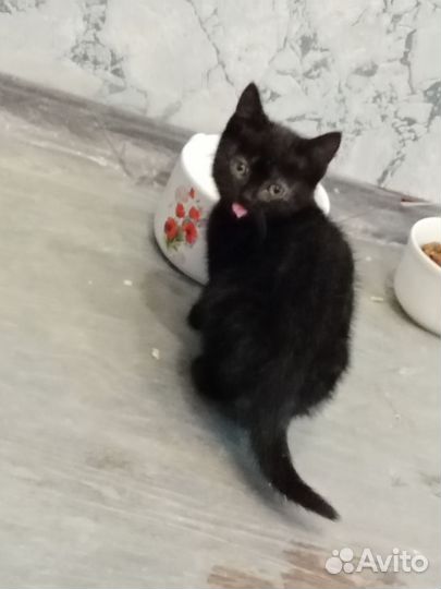 Бенгальские катята