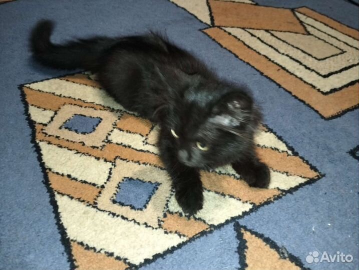 Котята 1,5 месяца отдам в добрые руки