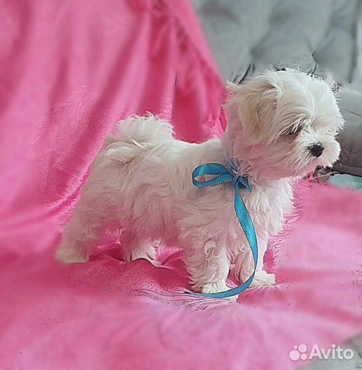 Щенки Мальтезе