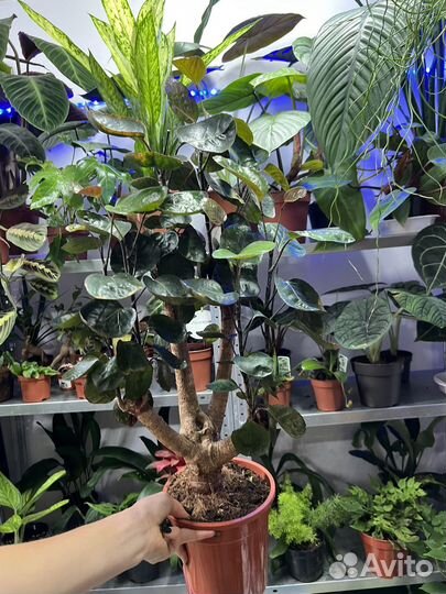 Полисциас фабиан