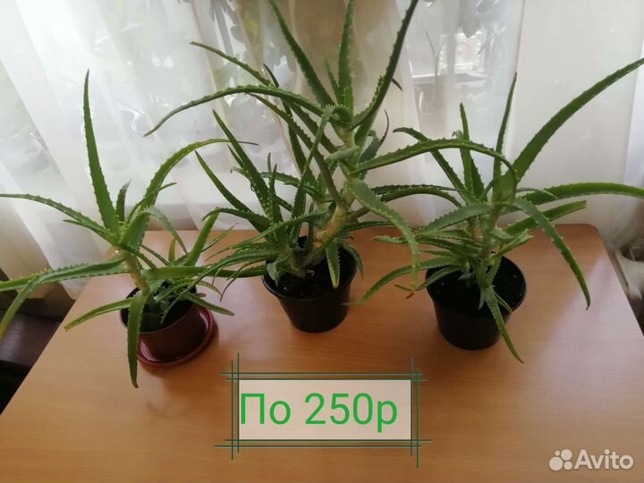 Крассула Овата, Русби вариегата, Алоэ, Дримиопсис