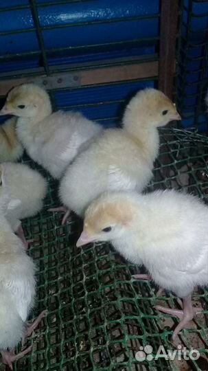 Индюшата суточные