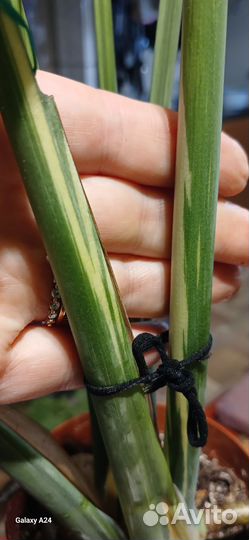 Монстера Тайское созвездие