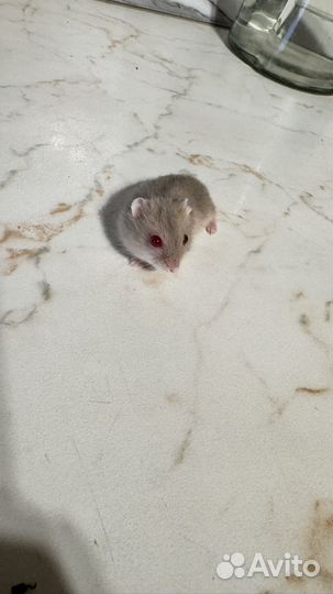 Джунгарский хомяк