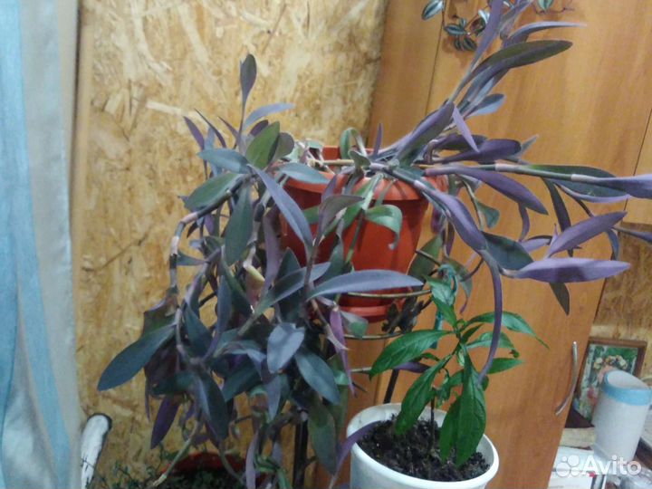 Традесканции