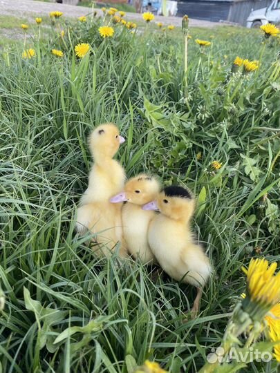 Цыплята, утята, куры молодки