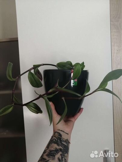 Традесканция розовая