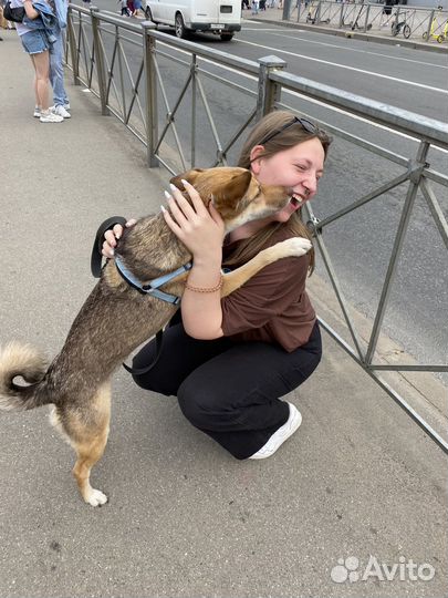 Передержка/догситтер/зооняня