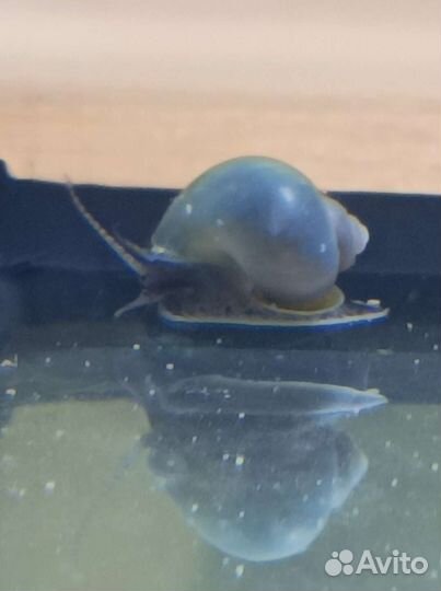 Улитки ампулярии голубые