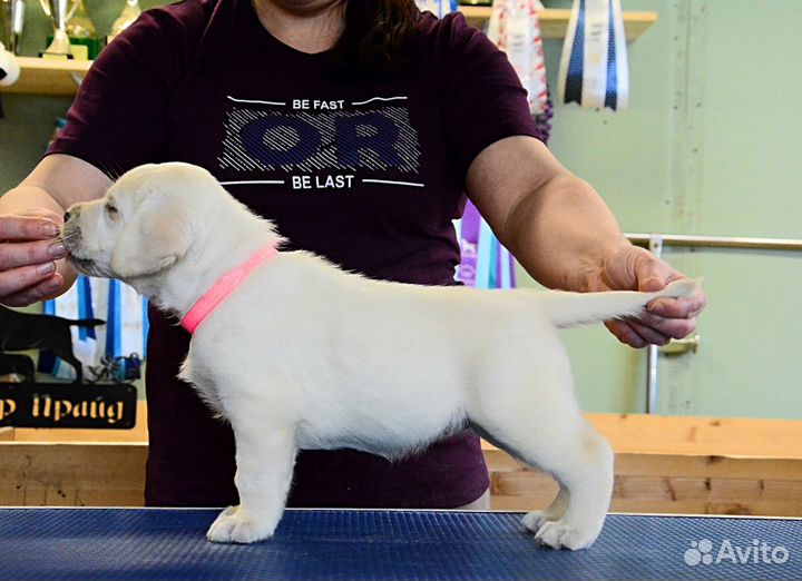 Щенки лабрадора