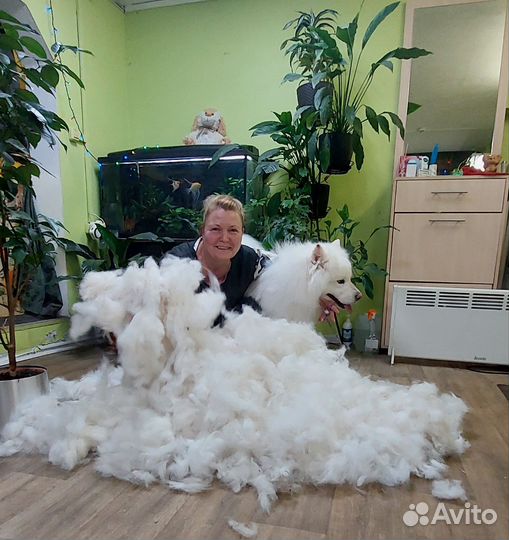 Экспресс линька, вычес собак. Красносельский р -н