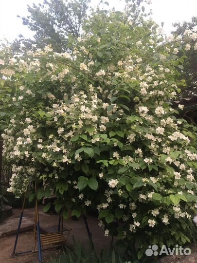 Садовые растения.Жасмин