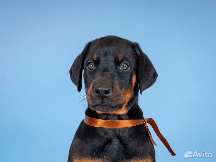 Щенок добермана