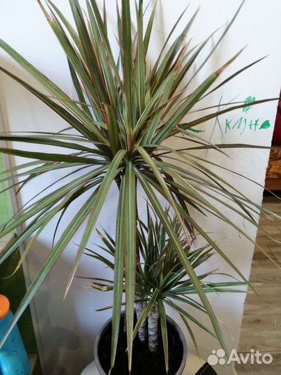 Драцена биколор