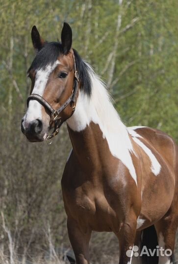 Спортивные лошади