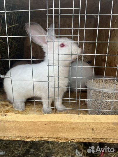 Кролики на племя