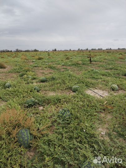 Арбуз оптом