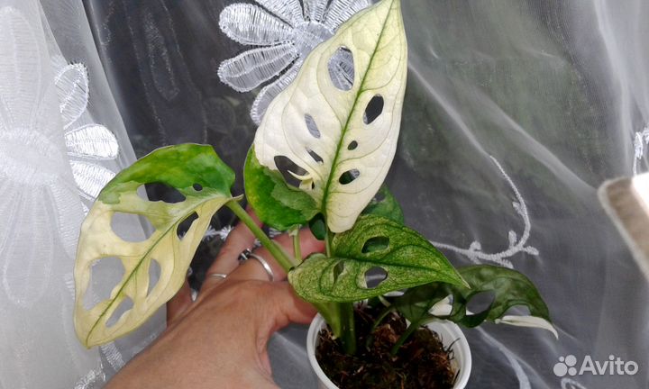 Монстера Адансона вариегатная, вайт форм