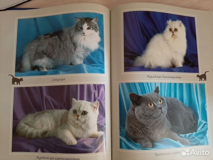 Энциклопедия 