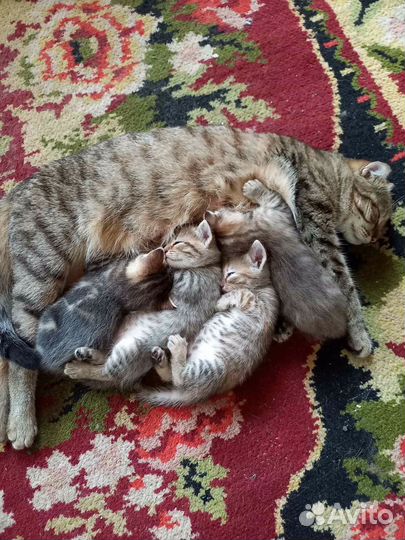 Котята даром