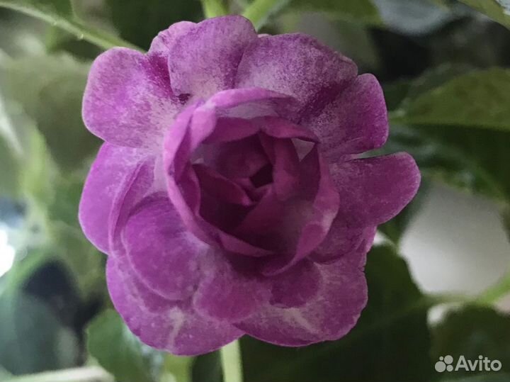 Бальзамин махровый