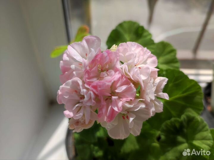 Пеларгонии сортовые