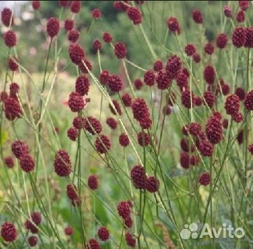 Кровохлёбка Танна