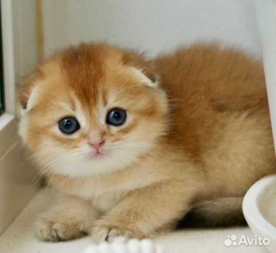 Котята золотая шиншилла