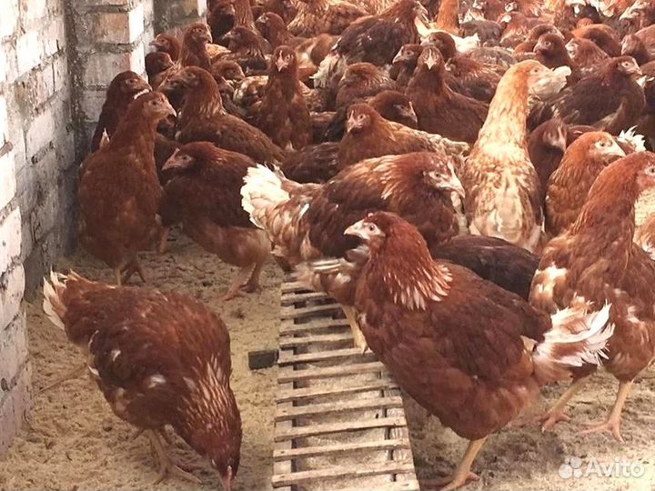 Куры несушки